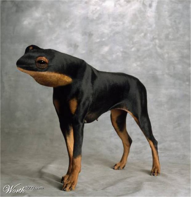 dobernouille